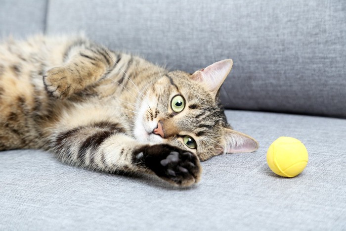 おもちゃのボールと横たわる猫