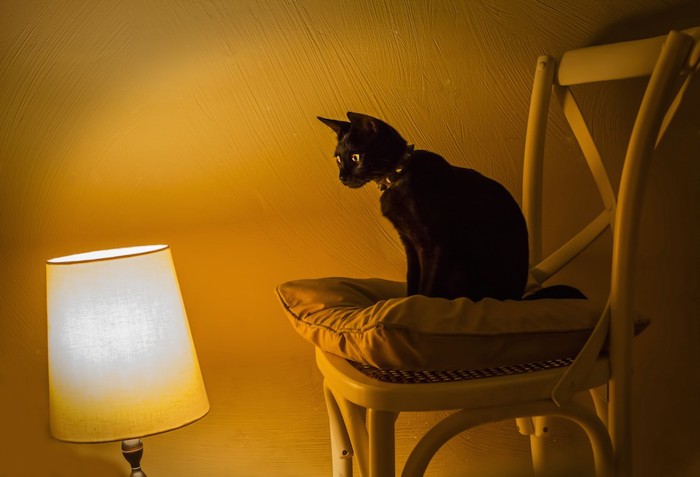 間接照明と猫