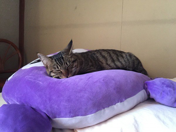 紫色のクッションで寝る猫