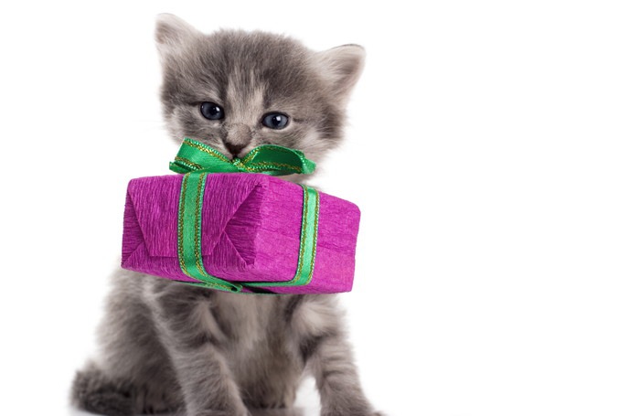 プレゼントの箱をくわえる子猫