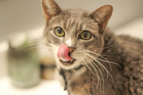 舌舐めずりをする猫