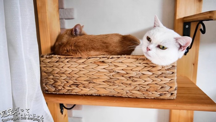 かごに入る2匹の猫