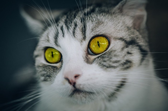 アンバー色の瞳の猫