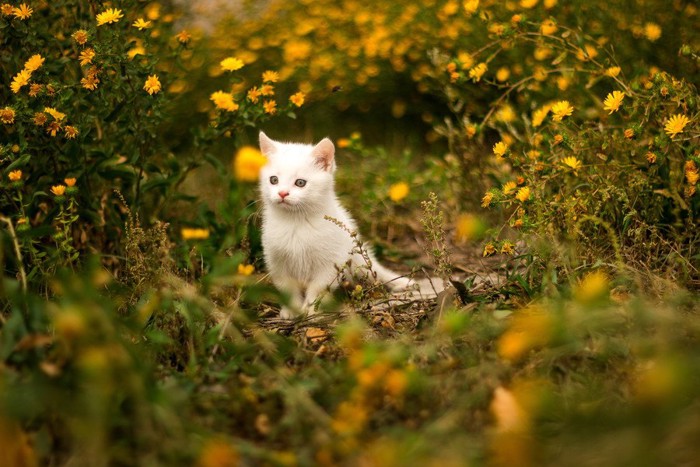 花の中の子猫