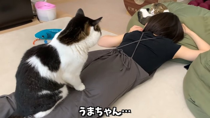 人の上に座る猫