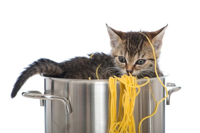 鍋からパスタを食べる子猫