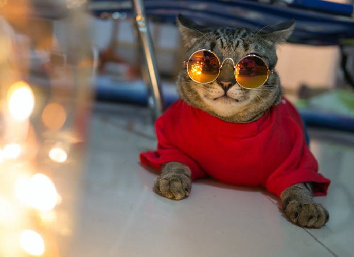 サングラスをかけて赤い服を着ている猫