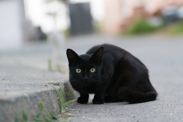 こちらをみる黒い野良猫