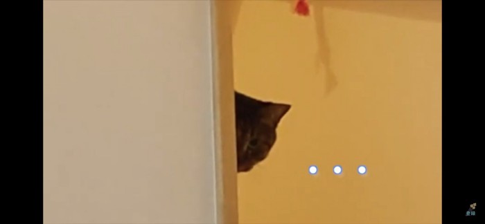 ドアップで覗く猫
