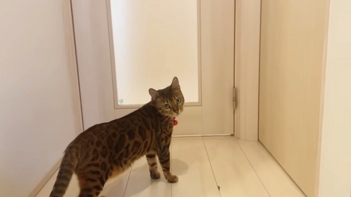 ドアの前に立つ猫