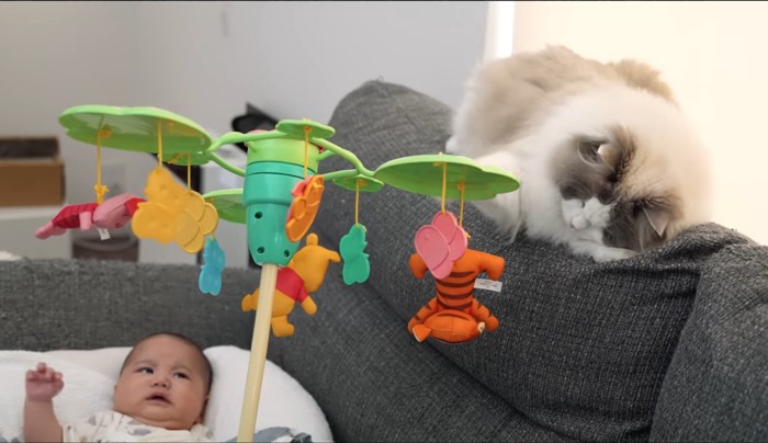赤ちゃんのおもちゃで遊ぶ猫