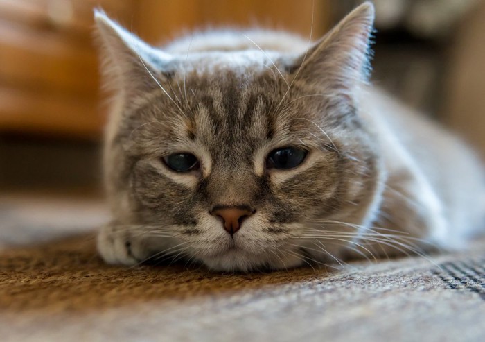 悲しい顔の猫