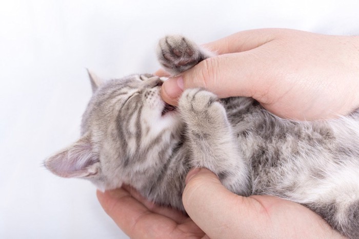 目を閉じて人の指をなめる猫