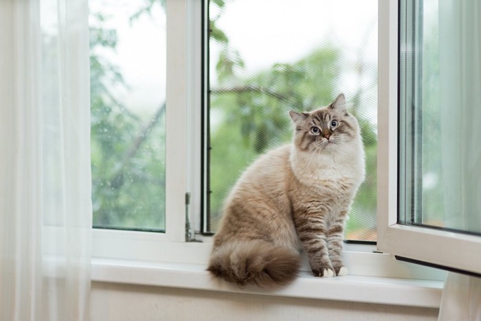 網戸になっている窓辺に座る猫
