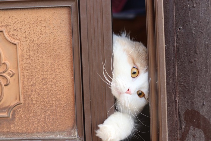 引戸を開けようとする猫