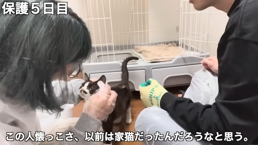 耳掃除される猫