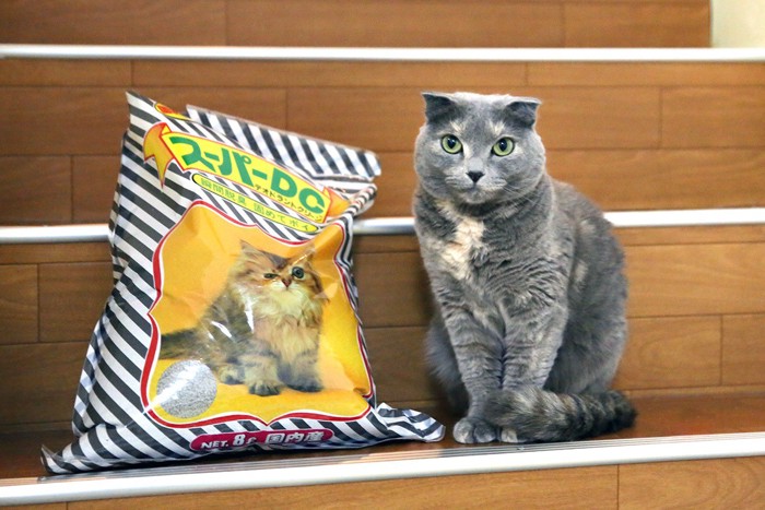猫と猫砂の袋