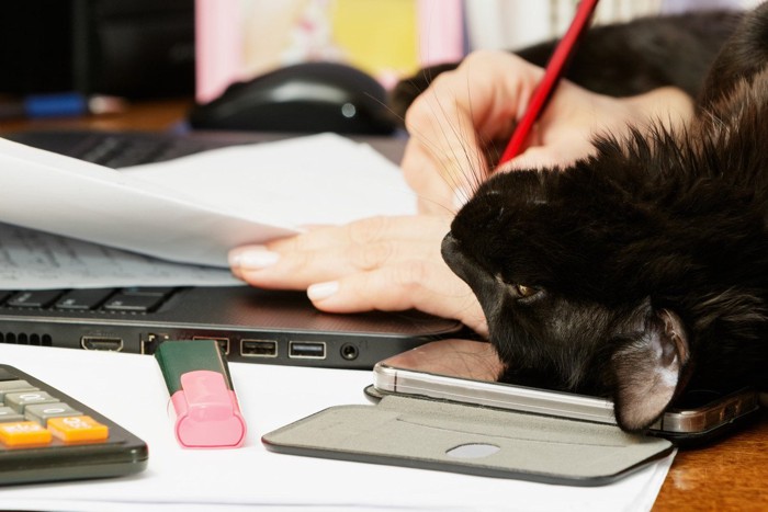 パソコンとペンを持つ女性の手と黒猫