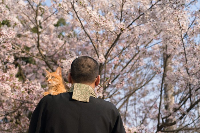 僧侶の肩に乗る茶猫