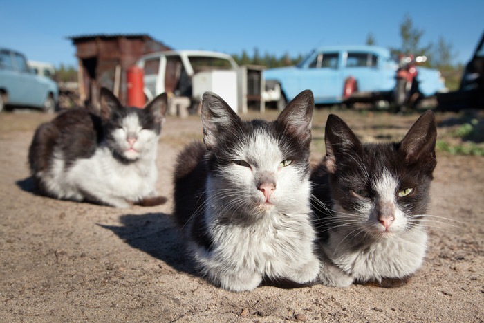 険しい表情の三匹の猫
