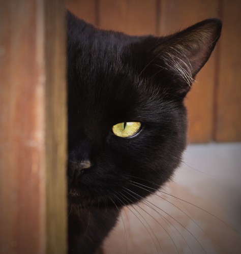 影から覗く黒猫
