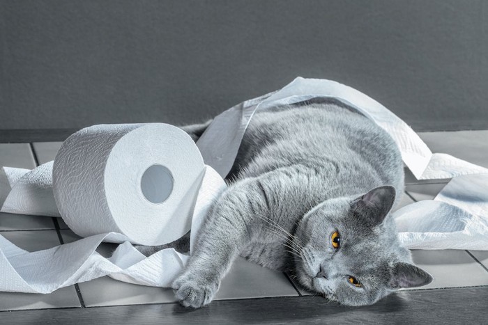 トイレットペーパーと横になった猫