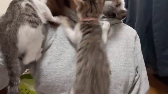 人の体をよじ登る3匹の子猫