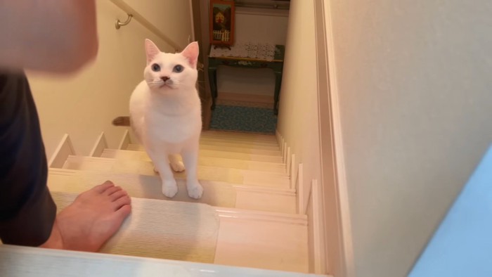 階段で遊ぶ猫