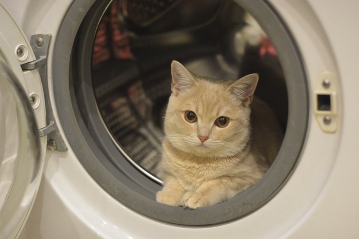 洗濯機の中でくつろいでいる猫