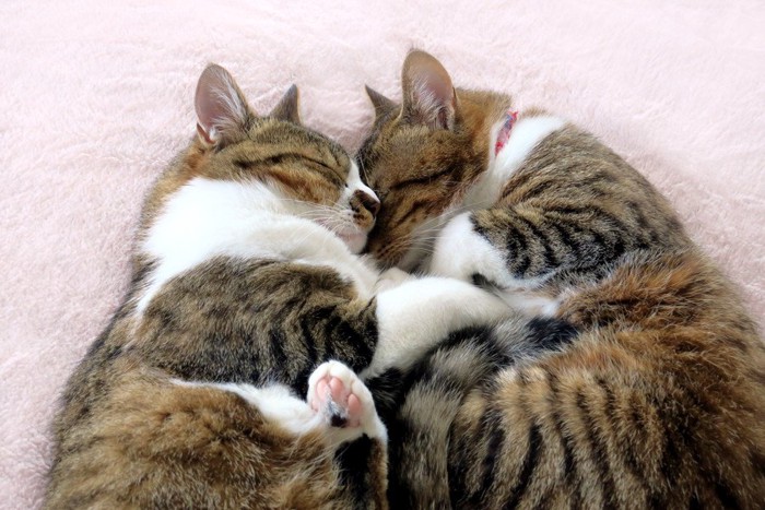 2匹で寝る猫たち