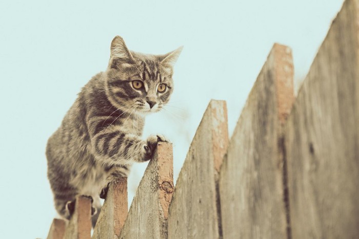 塀を歩く猫