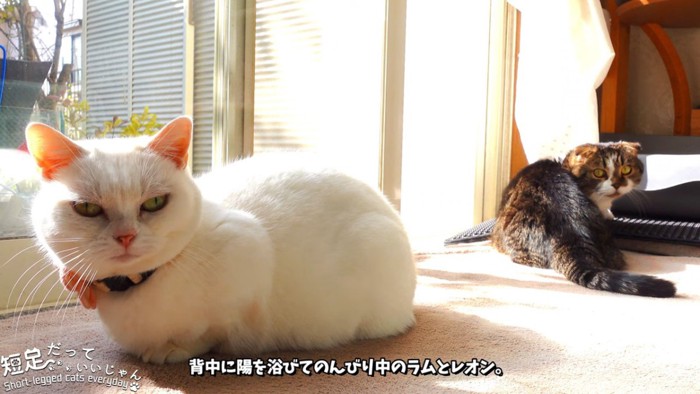 白猫と振り向く猫
