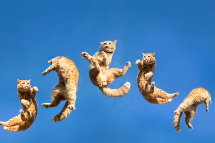 猫のジャンプ スローモーション？