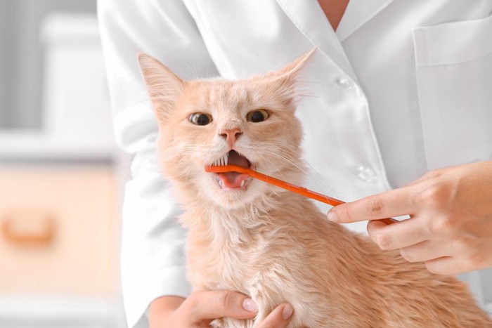 歯磨きする猫