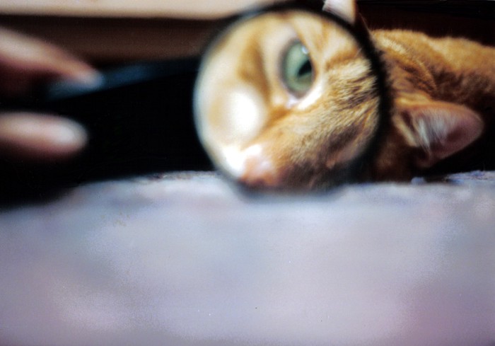 ルーペと猫の目
