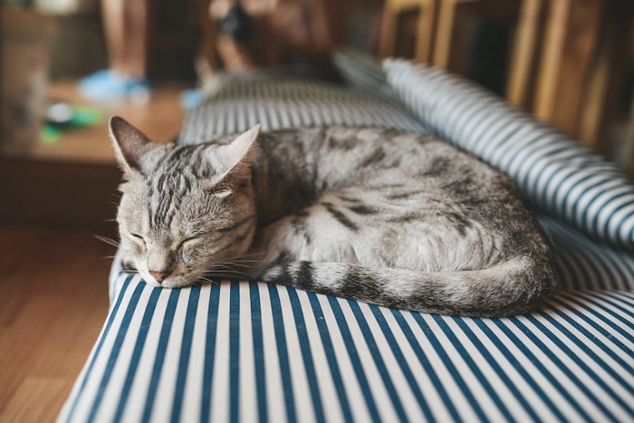 ストライプのソファーで眠る猫