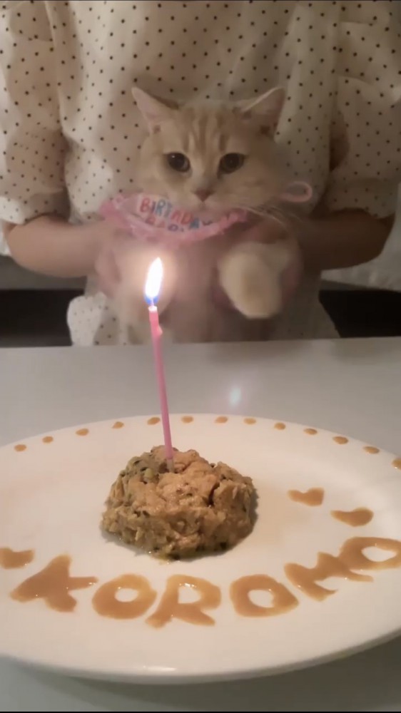 誕生日を祝われる猫