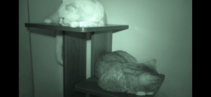 暗い部屋で眠る2匹の猫