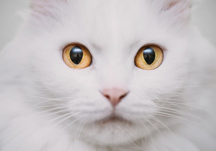 大きな瞳の白猫