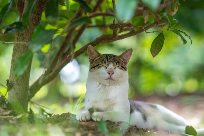 木陰で休む猫