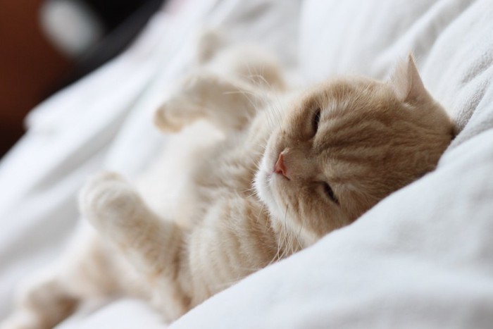 ベッドで仰向けで眠る猫