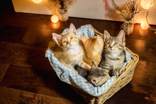 バスケットの中の3匹の猫