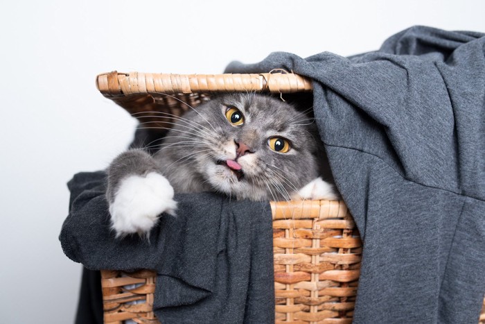 洗濯物にまみれる猫