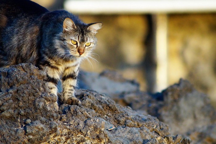 岩の上から偉そうに睨みをきかせる猫