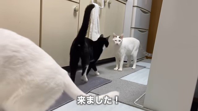 向かい合う2匹の猫