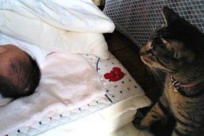 ベビー布団の枕元で赤ちゃんを見守る猫