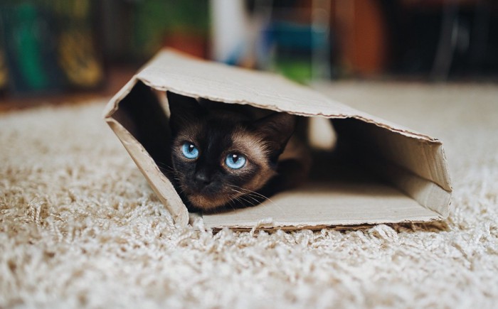 箱に入っている猫