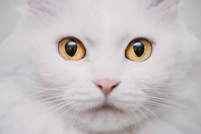 黄色い目の白猫