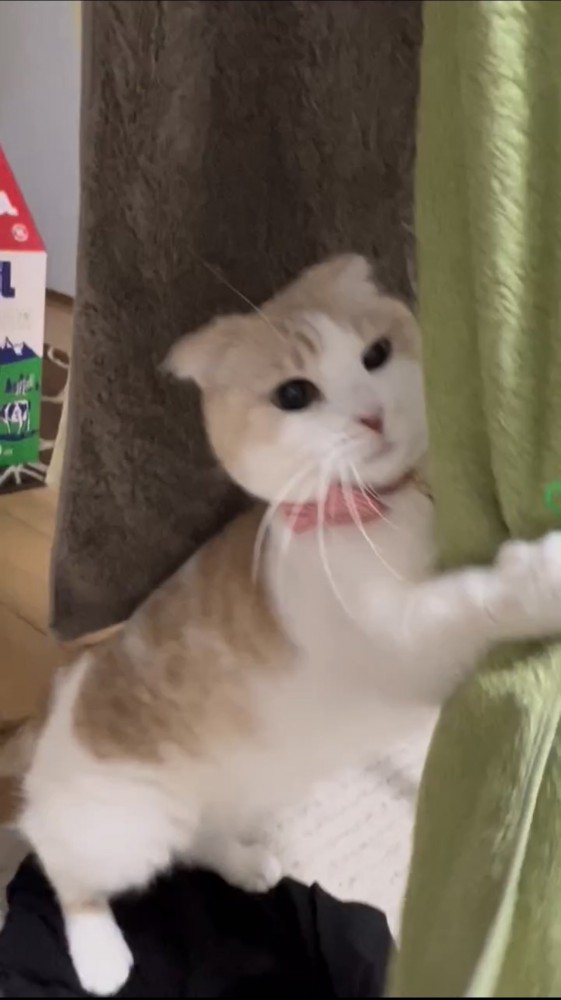 タオルで遊ぶ猫