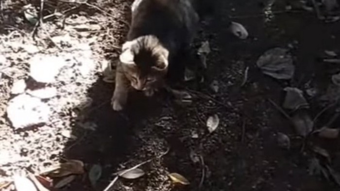木の枝で遊ぶ子猫